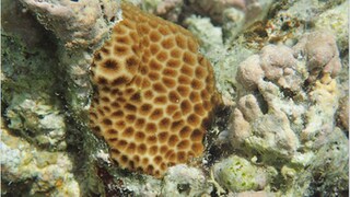 Korallen brauchen optimale Bedingungen, um sich fortpflanzen zu können.(leptastrea purpurea adult guam)