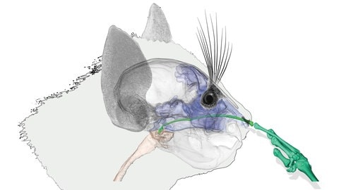 Bild CT-Scan popelndes Fingertier