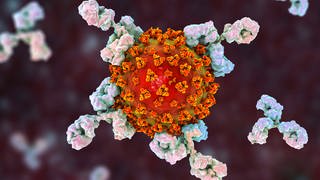 Antikörper, die an das Coronavirus andocken