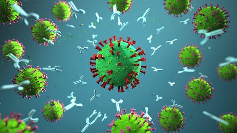 Eine robuste Immunantwort des Körpers sützt sich auf mehrere Säulen. Virusneutralisierende Antikörper, aber auch T-Helfer-Zellen und zytotoxische T-Zellen.