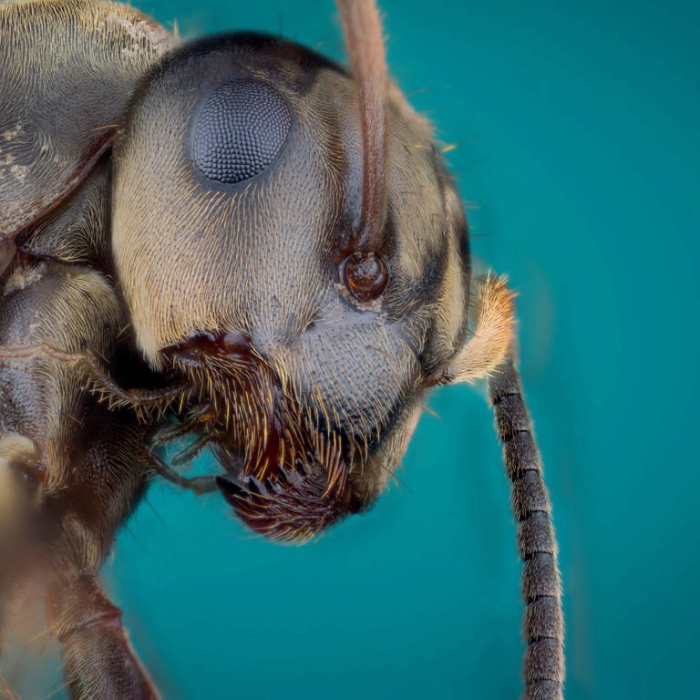 Eine invasive Ameisenart verbreitet sich in Baden-Württemberg. Sie sieht der heimischen Gartenameise (Bild) sehr ähnlich und siedelt sich sogar in Stromkästen an. So sorgte sie mehrfach für Internet- und Stromausfall.