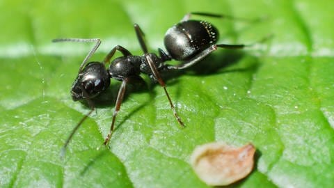 Die invasive Ameisenart sieht der heimischen Gartenameise (Bild) sehr ähnlich. 
