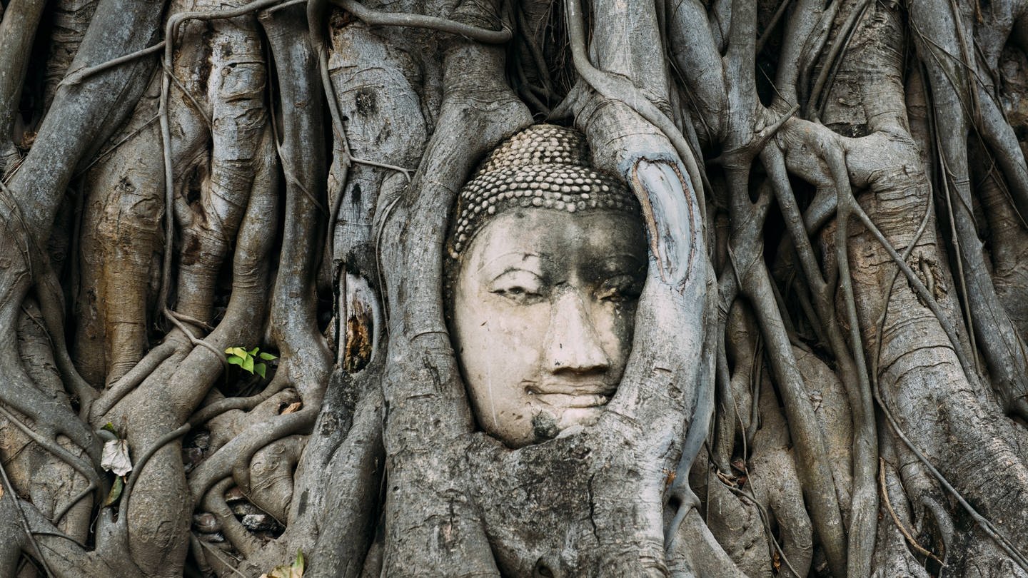 Der Kopf eine Buddhastatue eingewachsen zwischen Wurzeln eines Baumes in Ayutthaya, Thailand