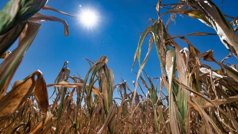 Die steigenden Durchschnittstemperaturen durch den Klimawandel machen der Landwirtschaft gerade im Sommer große Probleme - Bildrechte: Andre Künzelmann  Helmholtz-Zentrum für Umweltforschung GmbH - UFZ 