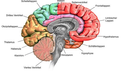 Querschnitt des Gehirns