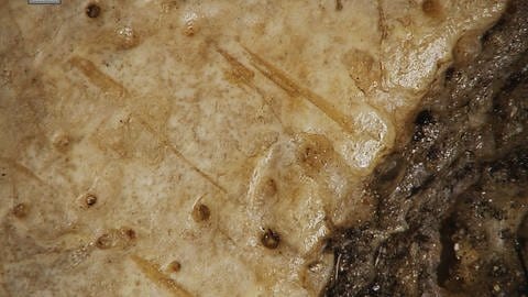 Kleine Schnitte um das Knochengewebe geben Hinweise auf eine mögliche Krebsoperation im alten Ägypten | Knochen mit Schnittspuren