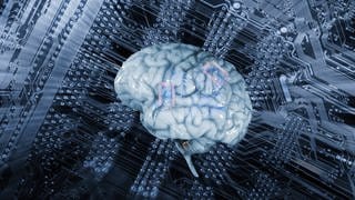 KI und Gehirn: Nervenzellen aus menschlichen Gehirngewebe erkennt Sprache und löst Gleichungen. 
