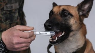 Ein Schäferhund riecht an einem Reagenzglas mit der Beschriftung "Covid-19".