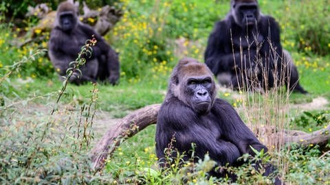 In freier Wildbahn leben Menschenaffen wie Gorillas und Schimpansen im gleichen Lebensraum. Im Allgäu wurde der bisher kleinste Menschenaffe entdeckt | Gorillas in freier Wildbahn