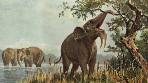Überreste des elefantenartigen Deinotherium giganteum wurden ebenfalls in der "Hammerschmiede" im Allgäu entdeckt, genauso wie der bislang kleinste Menschenaffe | Zeichnung des Ur-Elefanten
