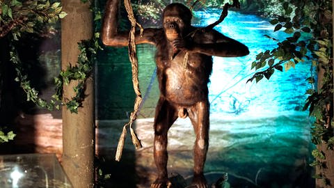 Entdeckt wurden die Überreste des kleinsten Menschenaffen im Allgäu an der gleichen Stelle wie "Udo" - ein Menschenaffe der Art Danuvius guggenmosi | Rekonstruktion des Affen "Udo" 