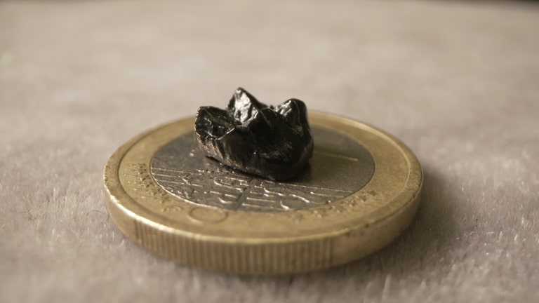 Zahn des kleinsten bekannten Menschenaffen, entdeckt in Pforzen im Allgäu.