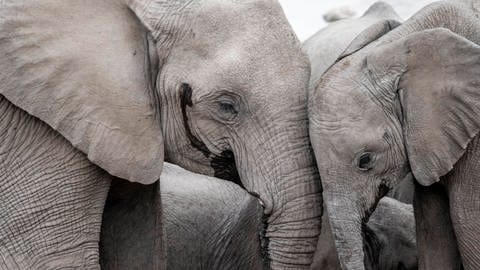 Elefanten haben sehr gute Nasen und sie nutzen auch Gerüche und Körperhaltung zur Kommunikation. Elefanten sprechen sich außerdem mit Rufen an, die Namen ähnlich sind.  Elefantin mit Jungtier