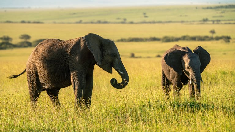 Wild lebende afrikanische Elefanten sprechen sich mit Rufen an, die Namen ähnlich sind. Das hat eine Studie gezeigt.