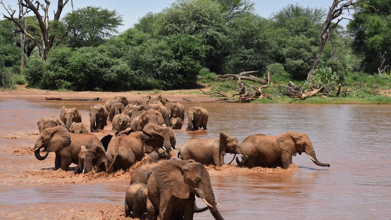Während mehrere Familien gemeinsam den Ewaso Ngiro Fluss überqueren, reagiert ein Elefanten-Weibchen auf den Notruf ihres Kalbes.