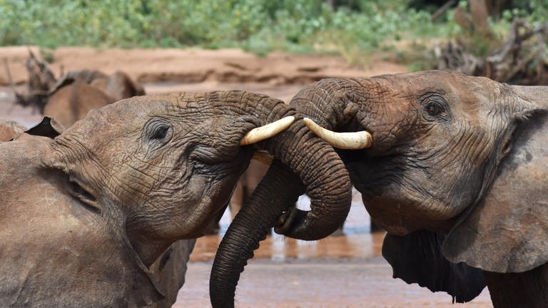 Zwei junge Afrikanische Elefanten begrüßen sich.
