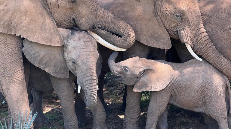 Eine Elefantenfamilie tröstet ihr Kalb, während sie nachmittags unter einem Baum im Samburu-Nationalreservat in Kenia ein Nickerchen macht.