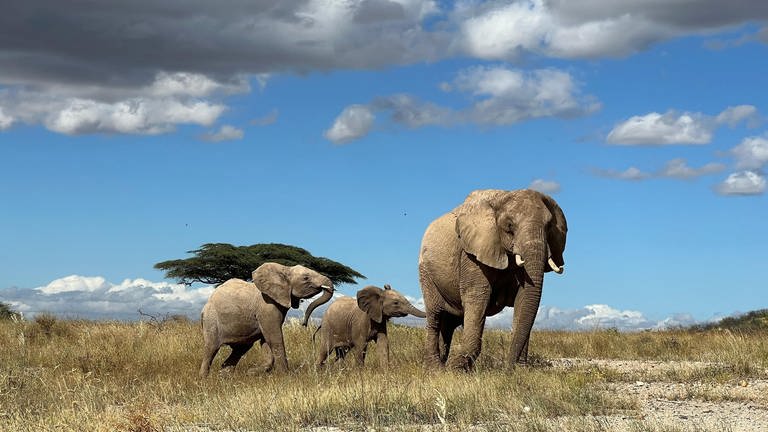 Eine Elefantendame führt ihren Nachwuchs aus der Gefahrenzone im Norden Kenias.