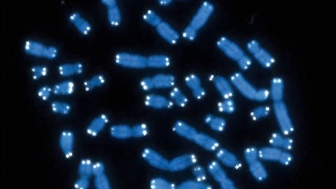 Chromosomen mit kenntlich gemachten Telomeren an ihren Enden, tags: All, gesundheitliche Folgen, Astronautinnen