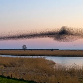 Wie Vögel beim Fliegen Energie sparen: Ein Forschungsteam hat gemessen, wie viel Energie Vögel im Formationsflug an verschiedenen Positionen verbrauchen. Dafür haben sie Stare in einem Windkanal untersucht.