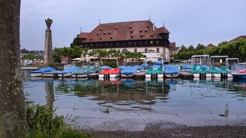 Überschwemmungsgebiete am Bodensee: Hier fühlen sich Stechmücken besonders wohl. Konstanz, Juni 2024