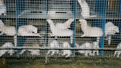 Nerzfarmen bieten dem Vogelgrippe-Virus ideale Bedingungen, um sich zu verbreiten und zu mutieren, weil viele Wildtiere auf engem Raum zusammenleben. Finnland bietet Menschen, die auf Nerzfarmen arbeiten, eine freiwillige Impfung gegen das Virus H5N1 an. 