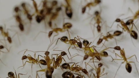Bei Ameisen wurde erstmal eine soziale Versorgung von Wunden beobachtet. Sie amputieren Gliedmaßen von Artgenossen, um ihre Überlebenswahrscheinlichkeit nach Verletzungen zu erhöhen.