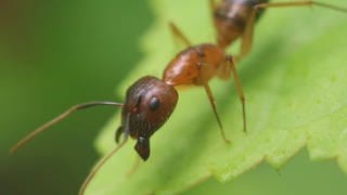 Ameise Camponotus floridanus, tags: amputieren, gliedmaßen, artgenossen