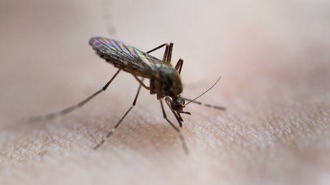 Stechmücken injizieren beim Stich bestimmte Eiweiße. Der Juckreiz wird schließlich die Reaktionen des Körpers auf diese fremden Eiweiße verursacht. Hitzestifte sollen den Juckreiz mildern.