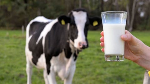 Säugetiere und höchstwahrscheinlich auch Menschen können sich durch Rohmilch mit Vogelgrippe anstecken, wenn die Milch mit dem Virus H5N1 infiziert ist. Bei pasteurisierter Milch besteht keine Ansteckungsgefahr.