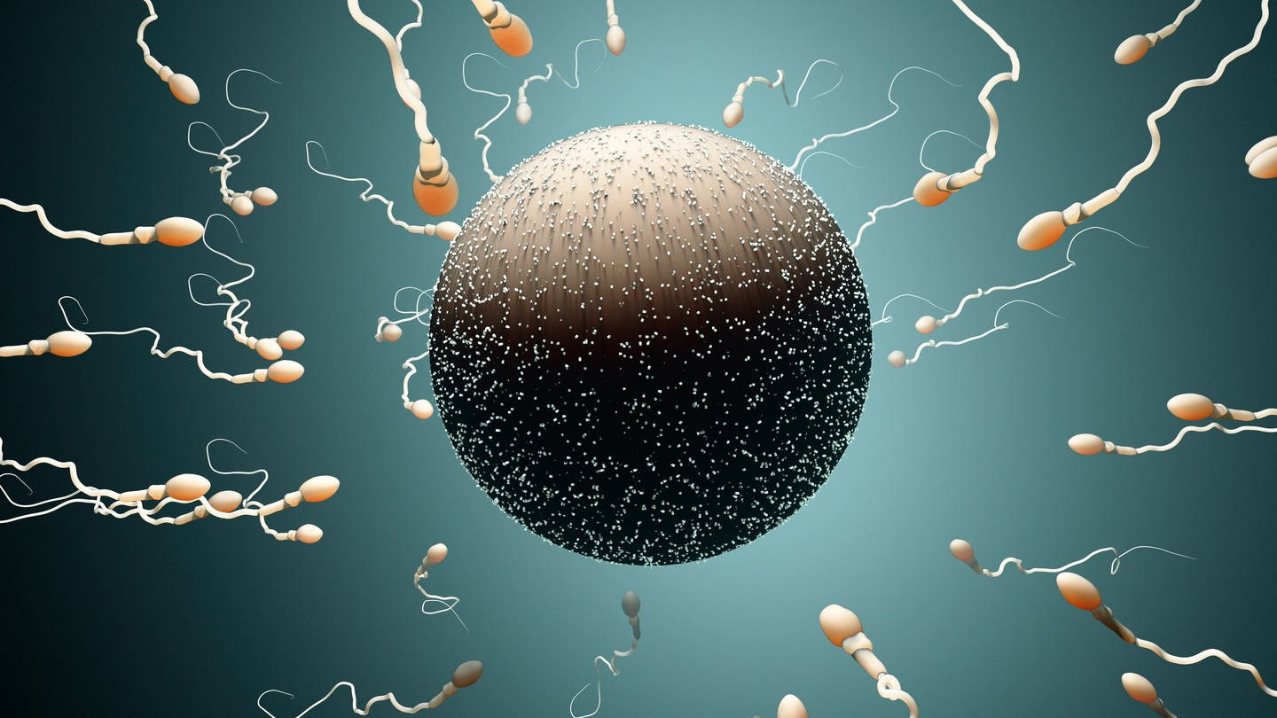 Um eine Eizelle herum schwimmen Spermien, die sie befruchten wollen. Der Befruchtungserfolg hängt jedoch von der Feinstaubbelastung ab, denn Feinstaub erschwert die Befruchtung.