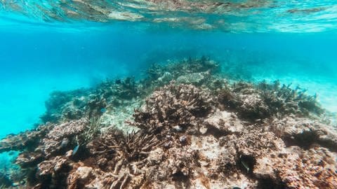 Korallenbleiche, tags: Sonnencreme, Sonnenschutz, Mythen
