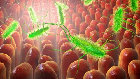 Illustration von E. coli Bakterien im Darm. 