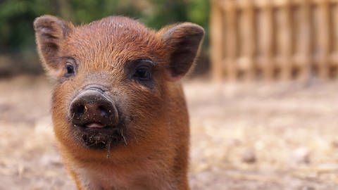 Schweine werden noch nicht lange als Haustiere gehalten. Sie reagieren nicht auf menschliche Trauergeräusche | ein junges Ferkel