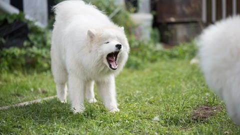 Die Hunde reagierten auf das menschliche Weinen gestresst und jaulten | ein jaulender Hund