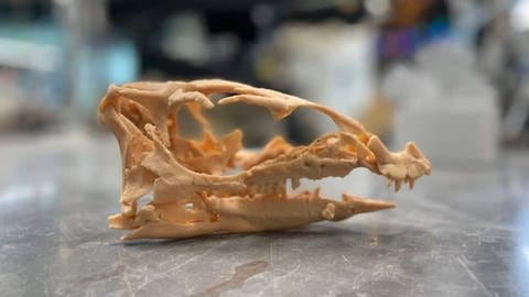 Intakter Schädel der neu entdeckten Dinosaurierart "Fona herzogae".