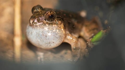 Frosch laicht kopfüber im Müll