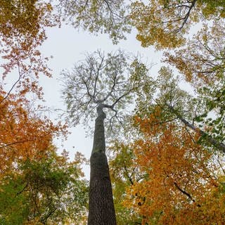 Eschen in einem Laubwald 