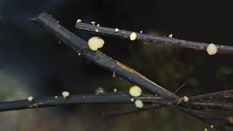 Pilz auf Ästen einer Esche, tags: Bakterium Eschen Schauerella