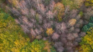 Sterbende Eschen in einem Wald, tags: Bakterium Eschen Schauerella