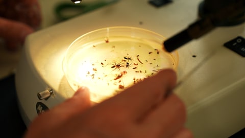 Insekten und Spinnen unter dem Mikroskop, tags: Aussterben bedrohten Feldhamster Insekten retten
