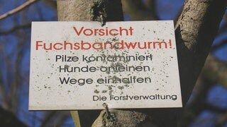 Schild von Forstverwaltung im Wald, welches vor dem Fuchsbandwurm warnt. Der Fuchsbandwurm kann auch für Menschen gefährlich sein. Doch die Gefahr, sich mit dem Parasiten zu infizieren und ernsthaft daran zu erkranken ist vergeichweise gering.