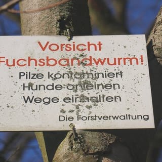 Schild von Forstverwaltung im Wald, welches vor dem Fuchsbandwurm warnt. Der Fuchsbandwurm kann auch für Menschen gefährlich sein. Doch die Gefahr, sich mit dem Parasiten zu infizieren und ernsthaft daran zu erkranken ist vergeichweise gering.