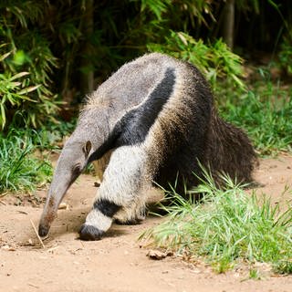 Großer Ameisenbär in der Wildnis.