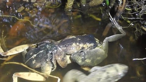 Während sich der Charles Darwin Frosch paart entsteht ein harter Konkurrenzkampf um die Gunst der Weibchen.