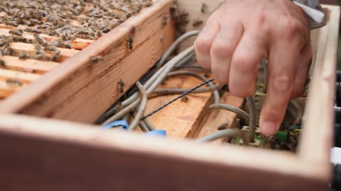 Diese Kabel übertragen die lokalen Temperaturen im Bienenstock an mehr als 500 Punkten. Die Daten sollen Aufschluss über die Gesundheit der Bienen geben.