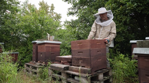 Stanislav Balouchev und sein Bienenvolk - Durch seine Forschung an Bienen wurde er zum Imker.