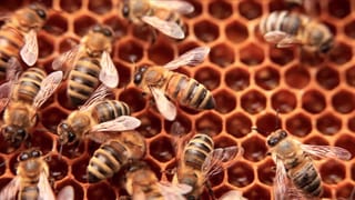 Forschende entwickeln ein „Fieberthermometer“ für Bienen.