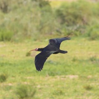 Waldrapp im Gleitflug.