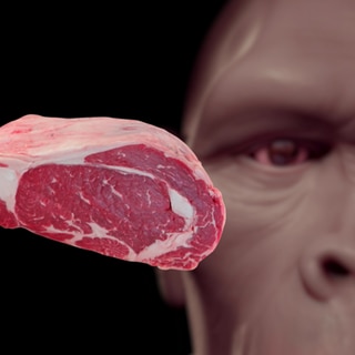 Illustration: Urmensch und rohes Fleisch - War das Essen von Fleisch der Durchbruch hin zum modernen Menschen? Neue Zahnanalysen sollen Fakten liefern.  War Fleisch wichtig für die Evolution?